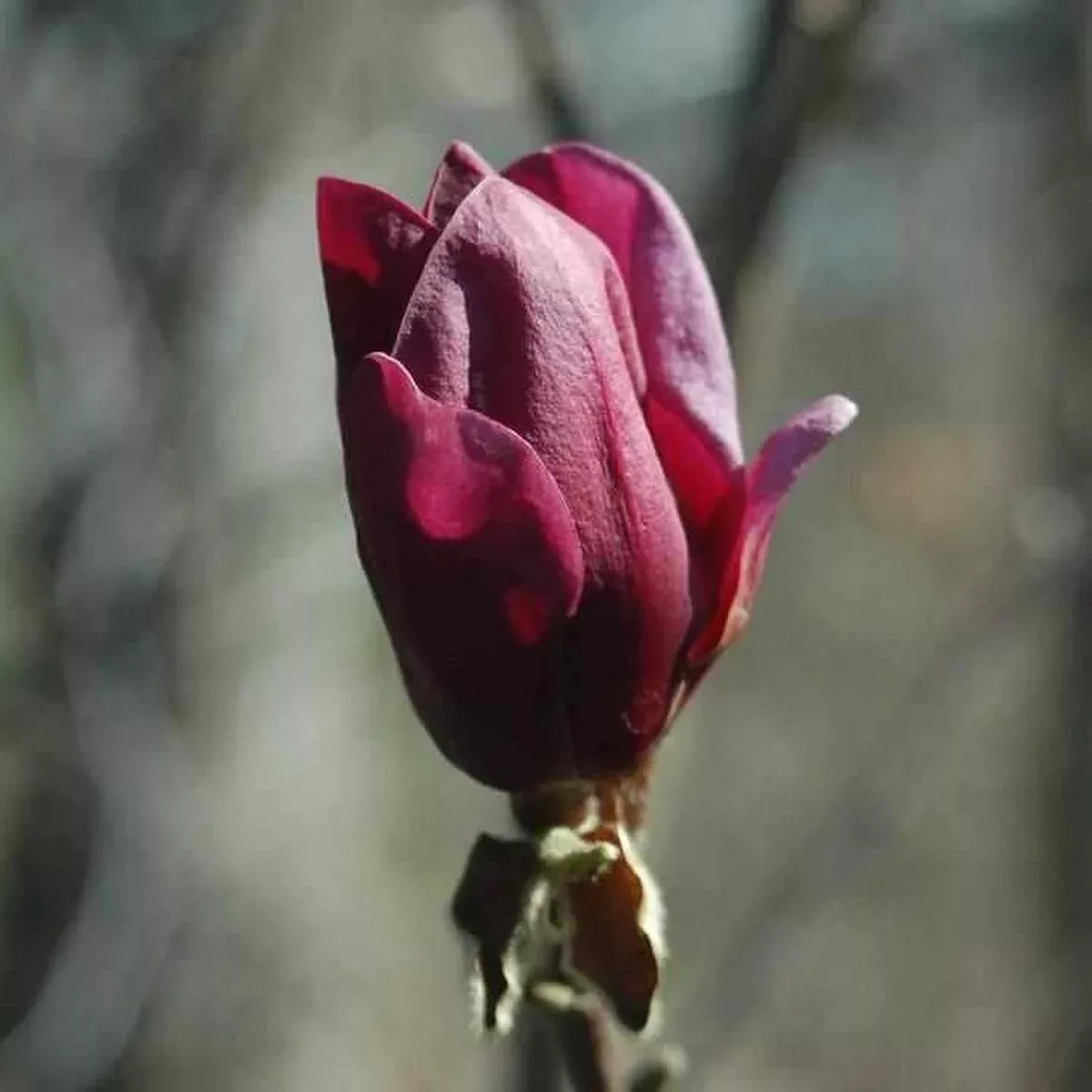 Genie Magnolia