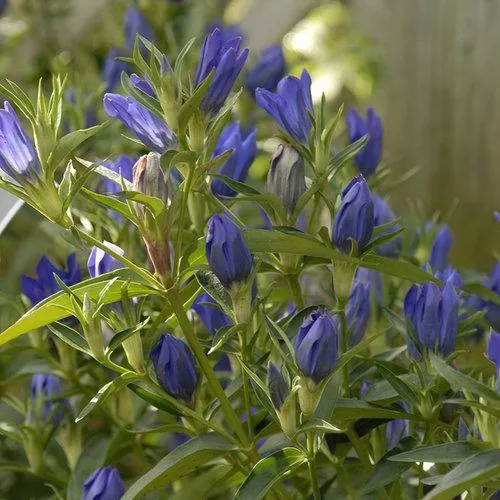 Gentiana 'True Blue'- True Blue Gentian