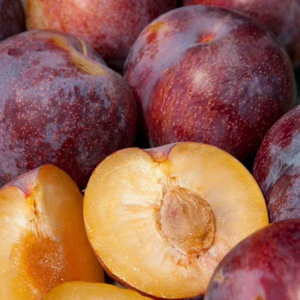 Geo Pride Pluot