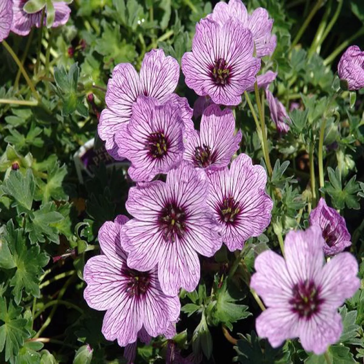 Geranium cinereum BallerinaCranesbill