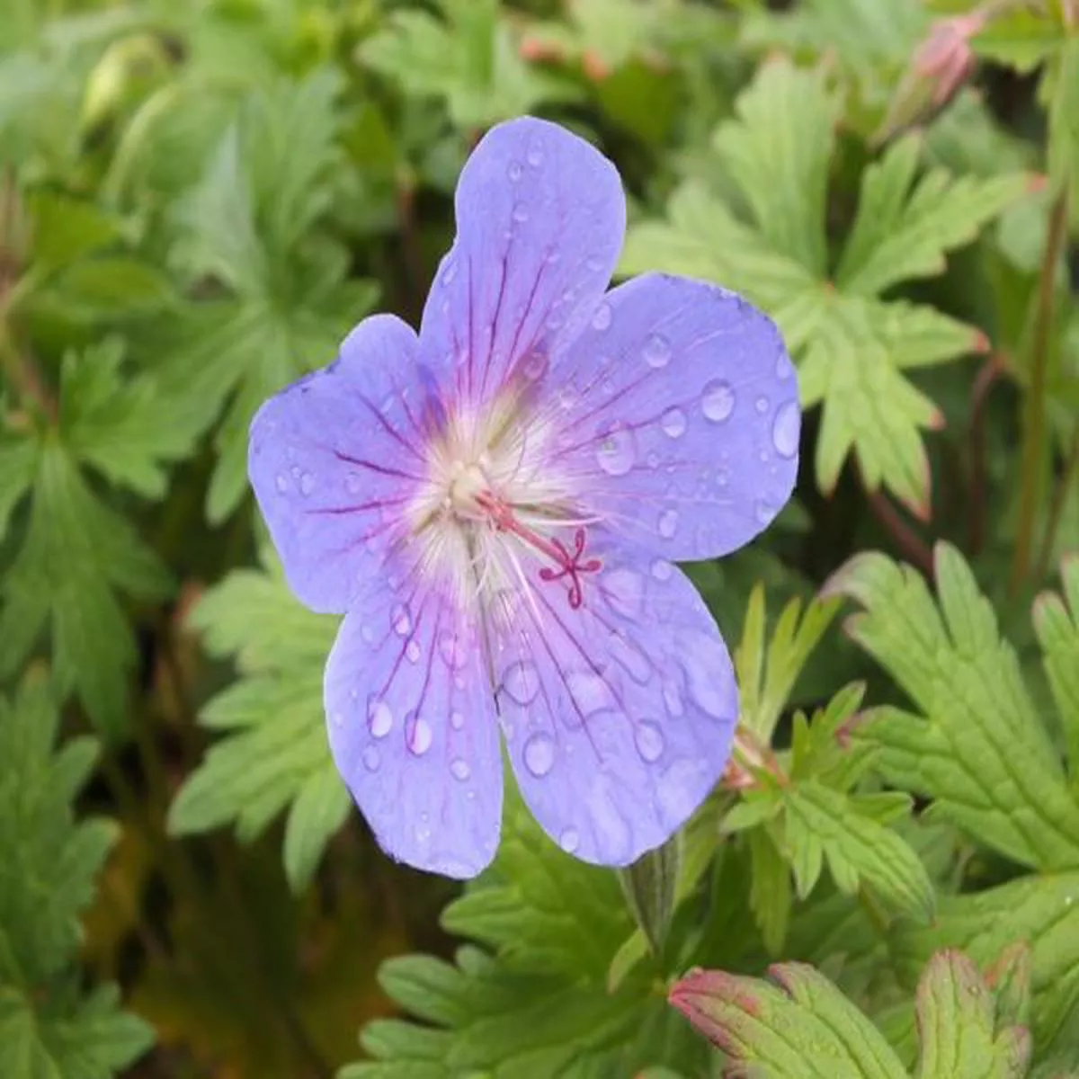 Geranium Johnsons Blue