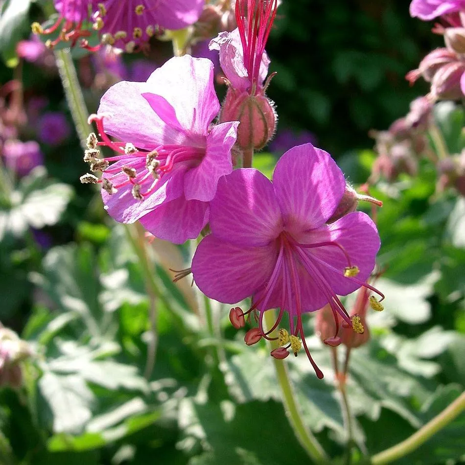 Geranium macrorrhizum 'Bevan's Variety'- Bevan's Variety Bigroot Cranesbill
