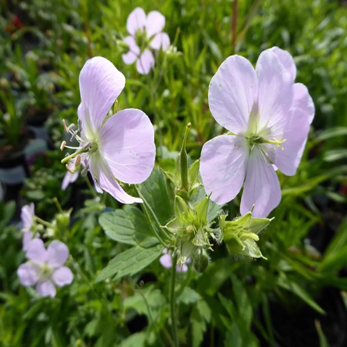 Geranium maculatum Beth ChattoCranesbill