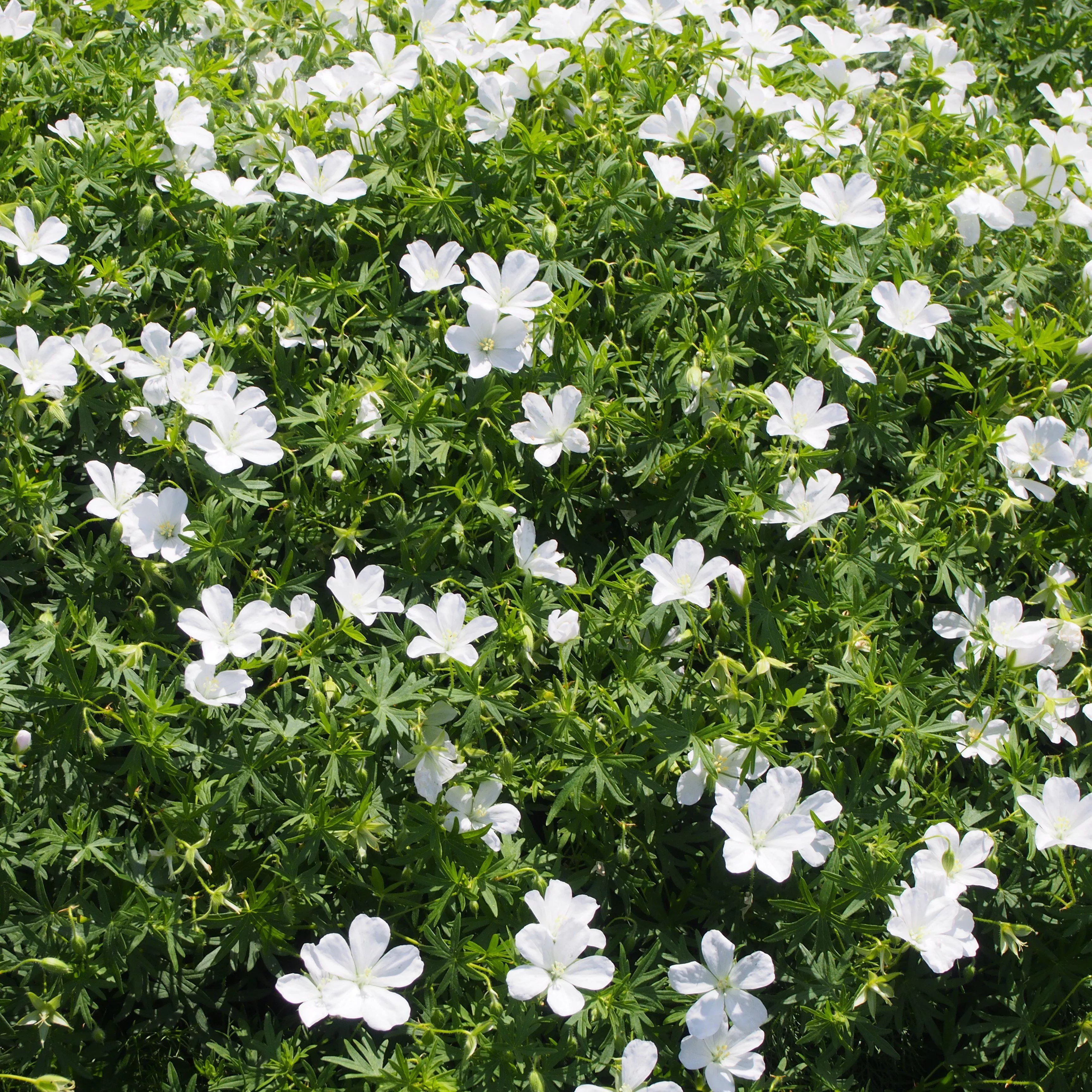 Geranium sanguineum 'Album'- White Bloody Cranesbill