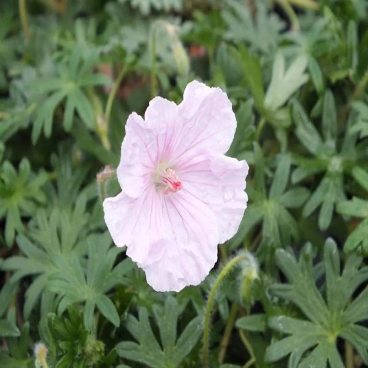 Geranium sanguineumBloody Cranesbill