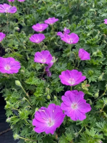 Geranium sanquineum 'Max Frei' / Cranesbill