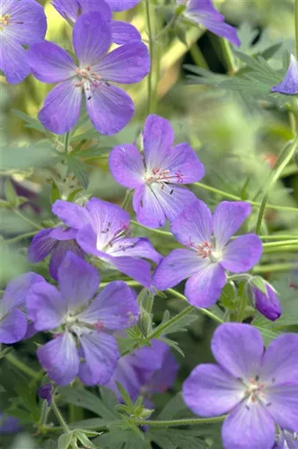 Geranium x 'Johnson's Blue' / Hybrid