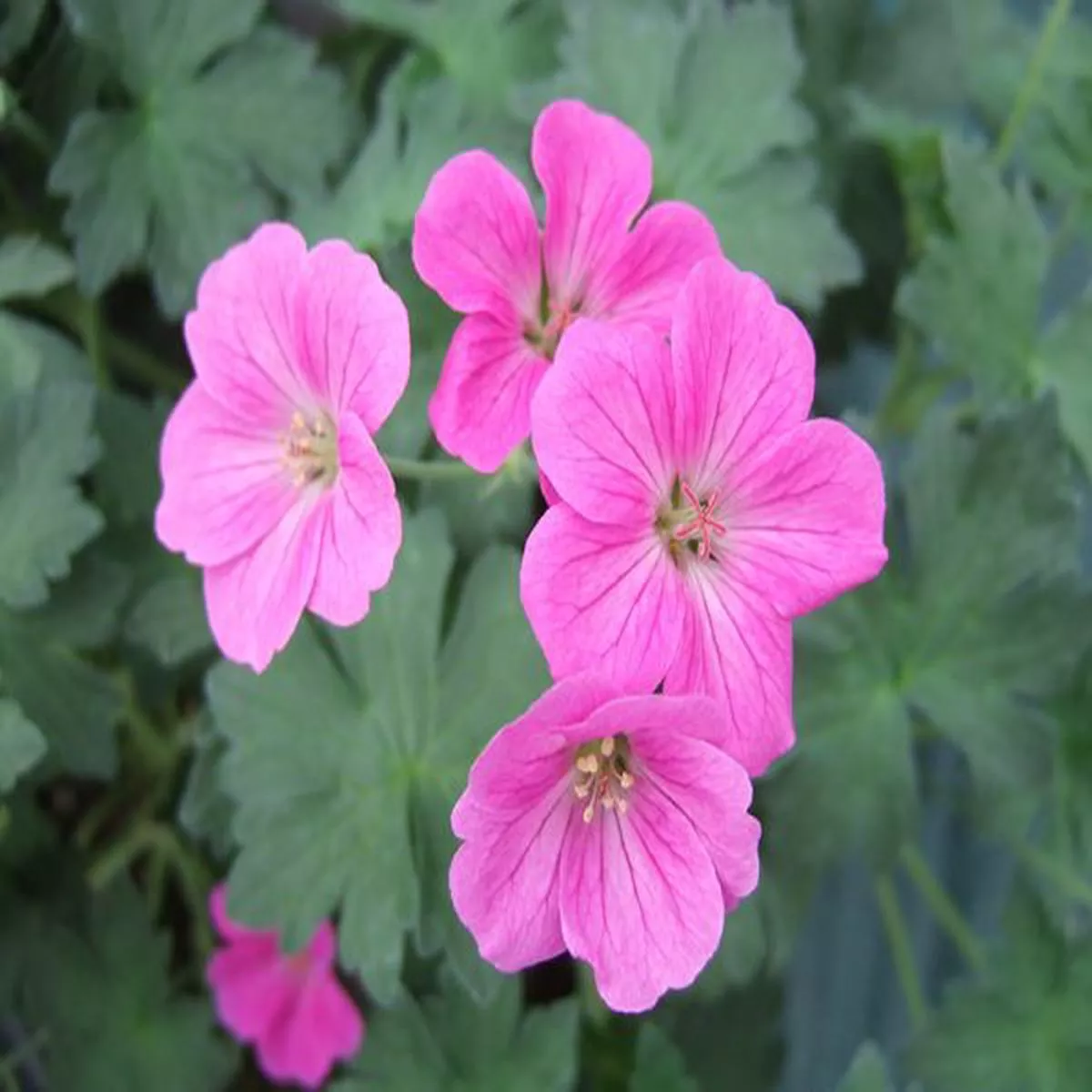 Geranium x riversleanum Russell Pritchard