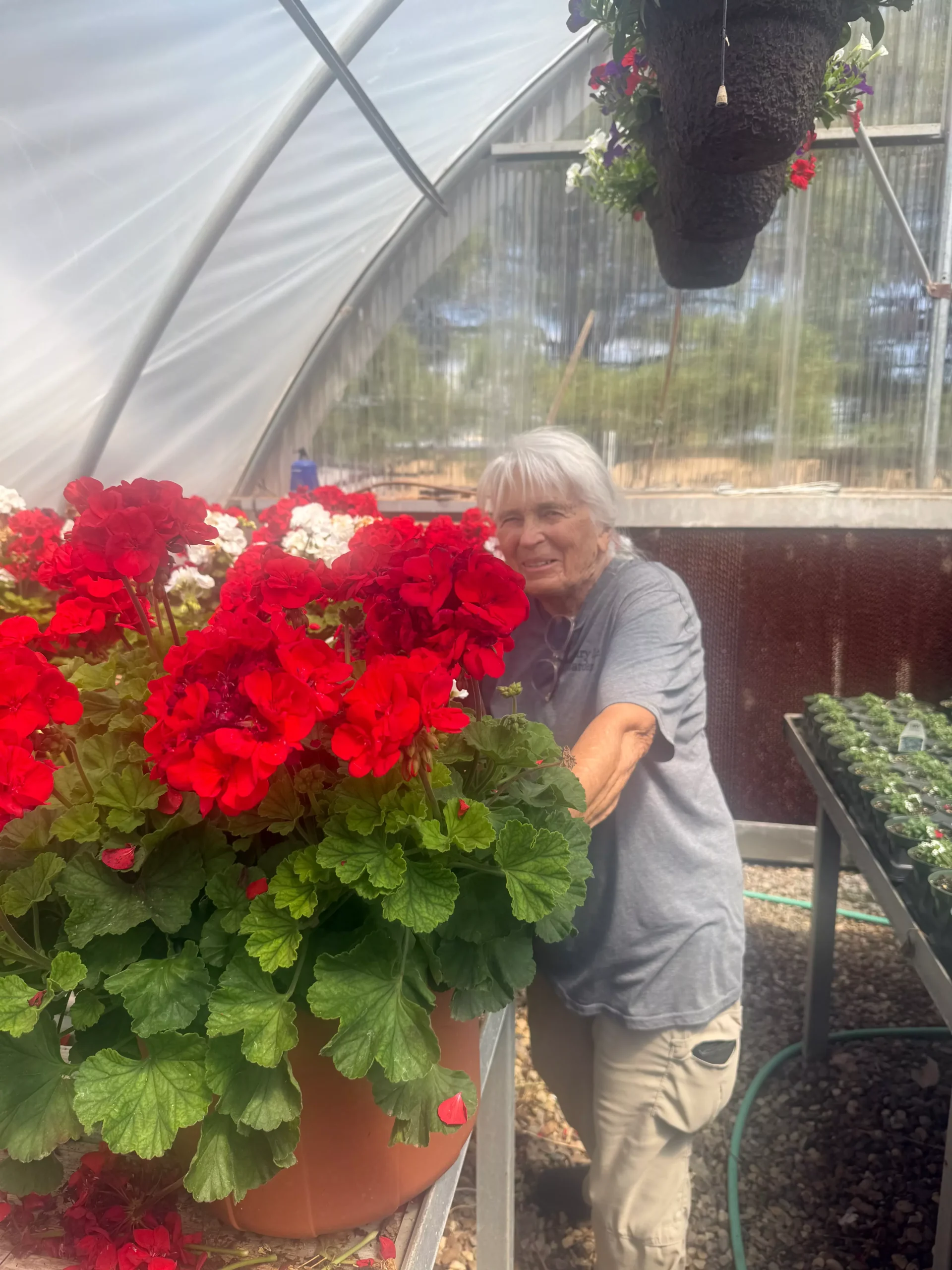 Geraniums