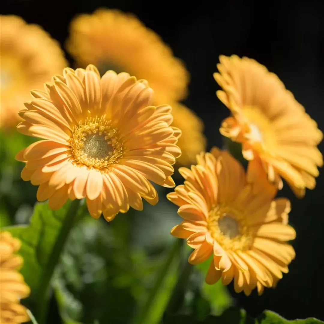 Gerbera Garvinea Sweet Smile Gerber Daisy -[EG]