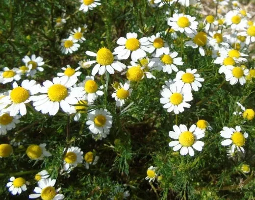 German Chamomile Seeds