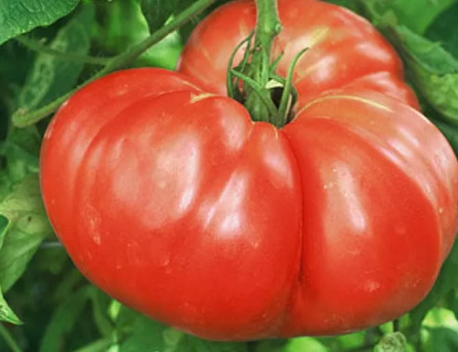 German Giant Tomato Seeds