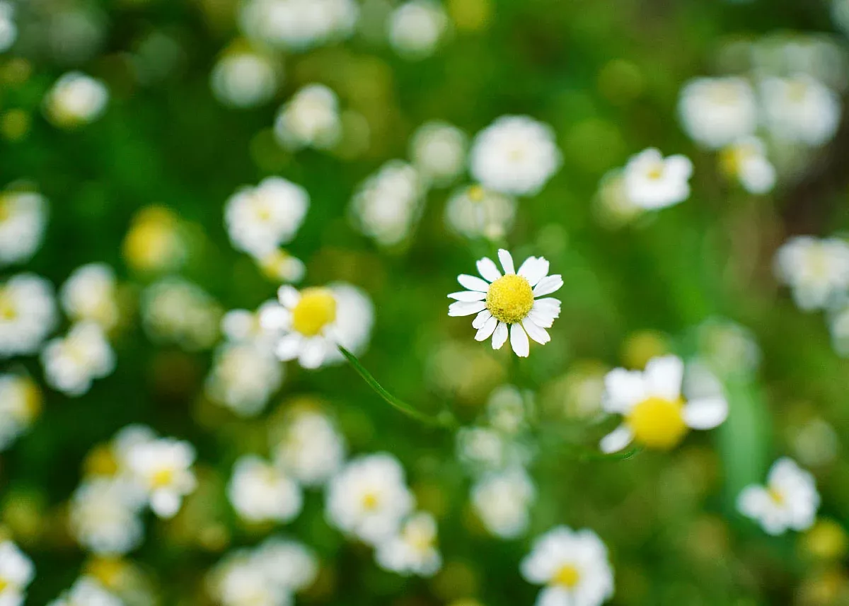 German - Organic Chamomile Seeds