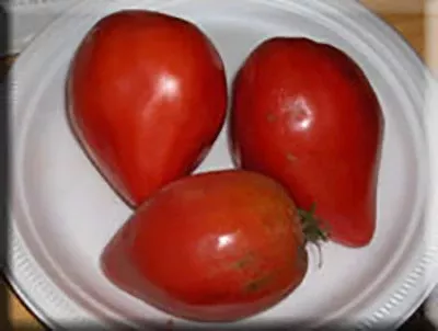 German Red Strawberry Tomato