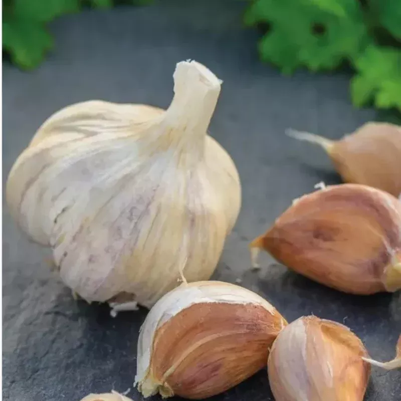 German White Hardneck Garlic (Allium sativum) Bulbils – Porcelain Heirloom, Large Fat Cloves, Robust Flavor, Excellent Storage