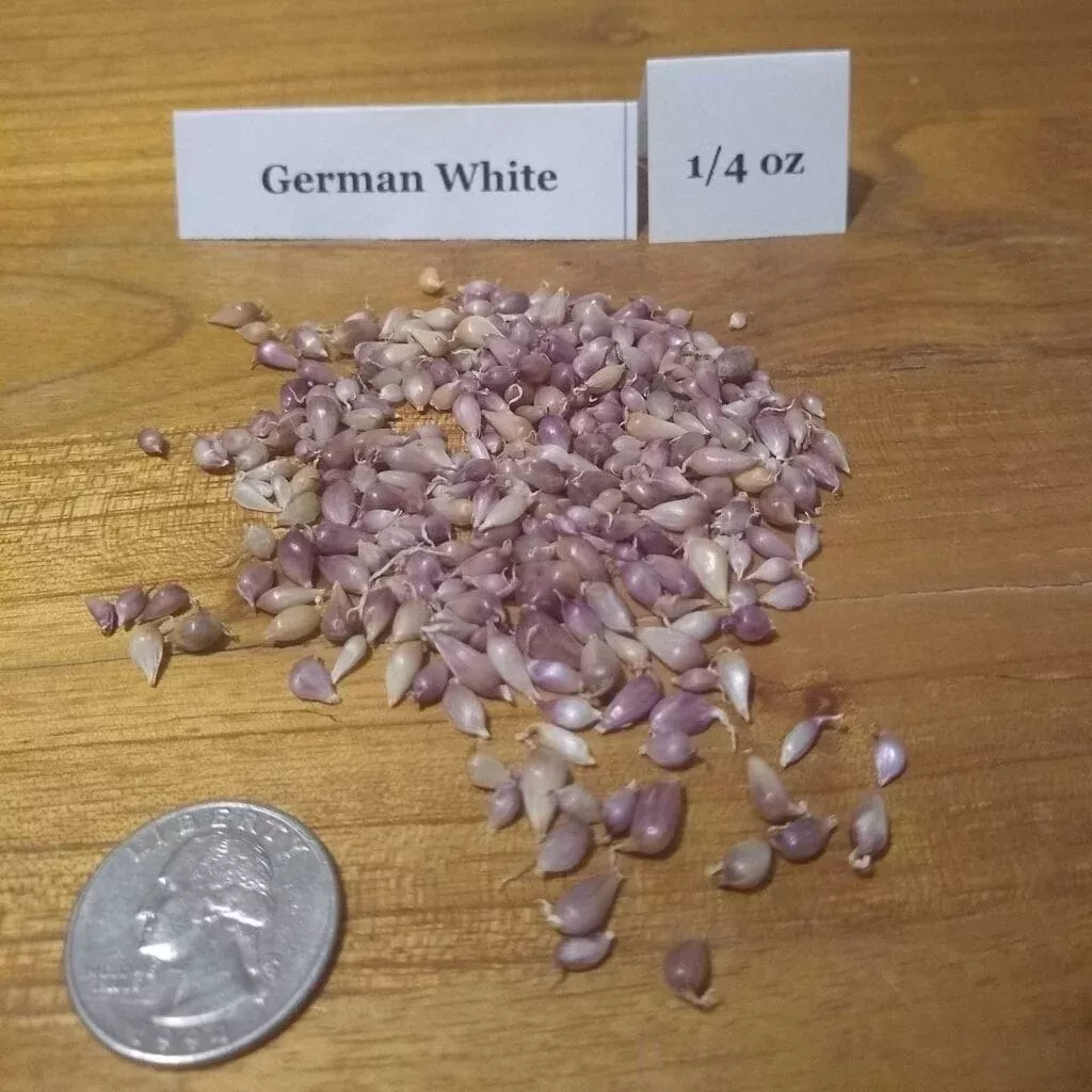 German White