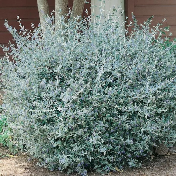 Germander Silver Bush