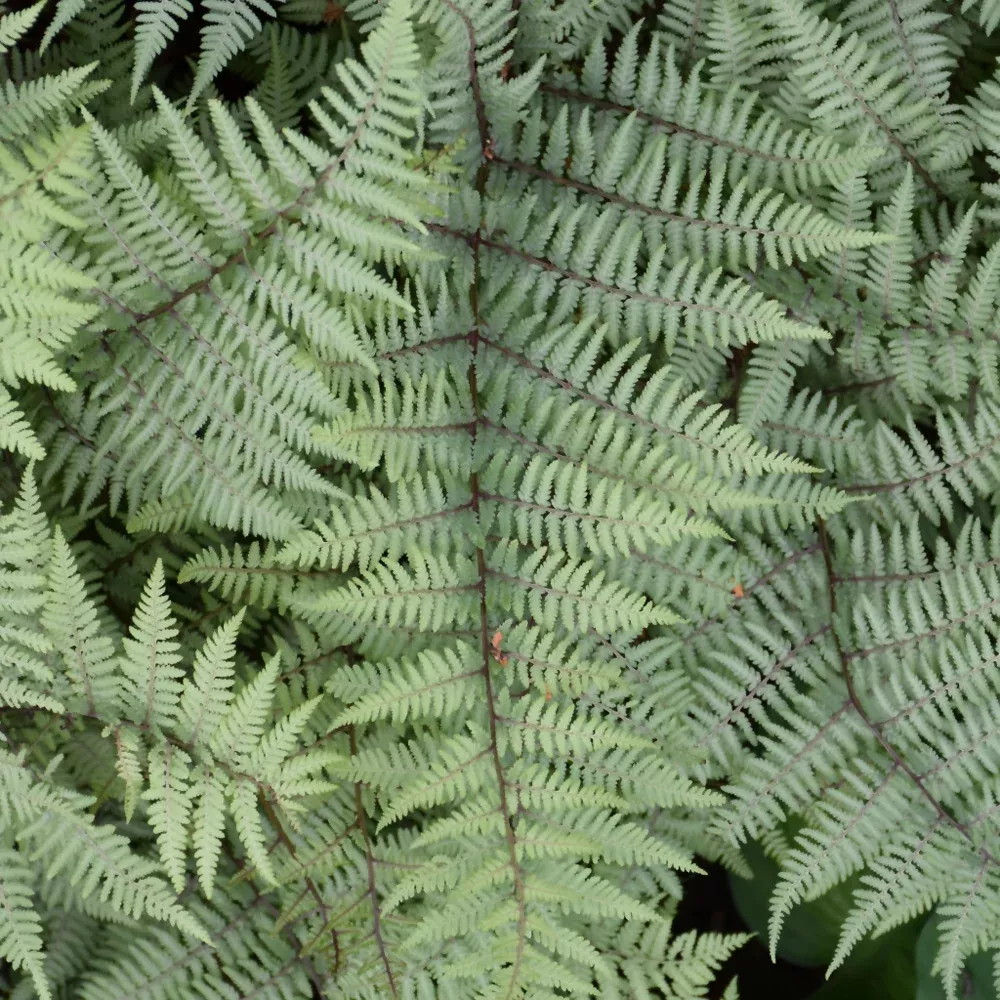 Ghost Fern