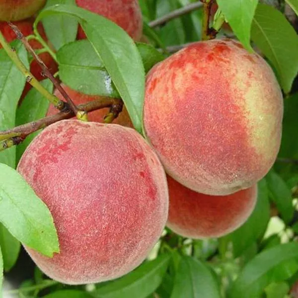 Giant Babcock Peach