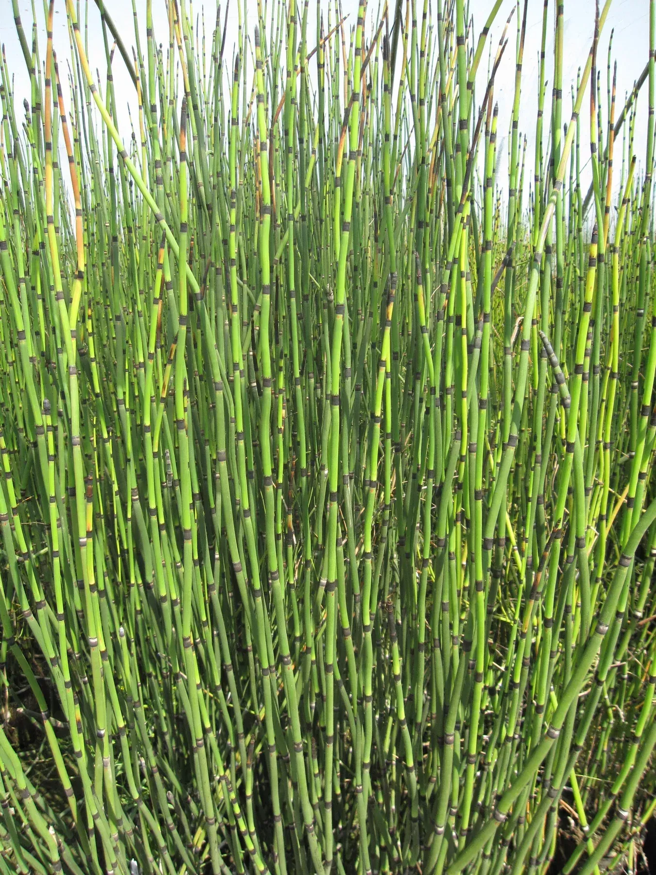 Giant Horsetail Reed