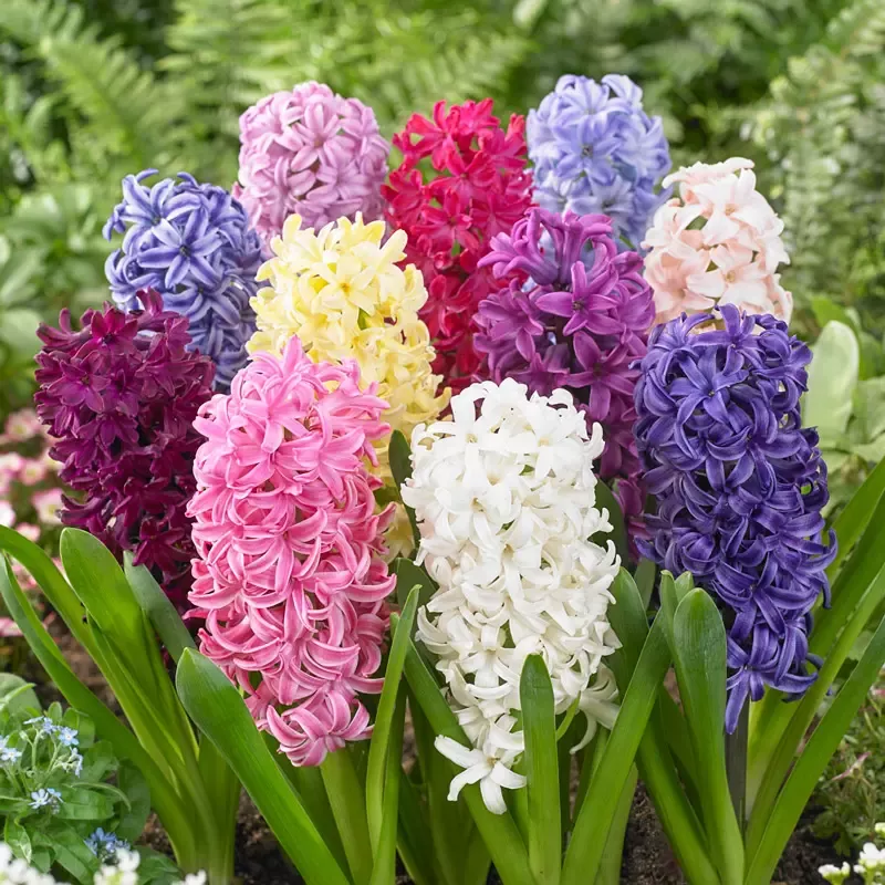Giant Hyacinth Mixture