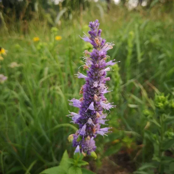 Giant Hyssop Seeds