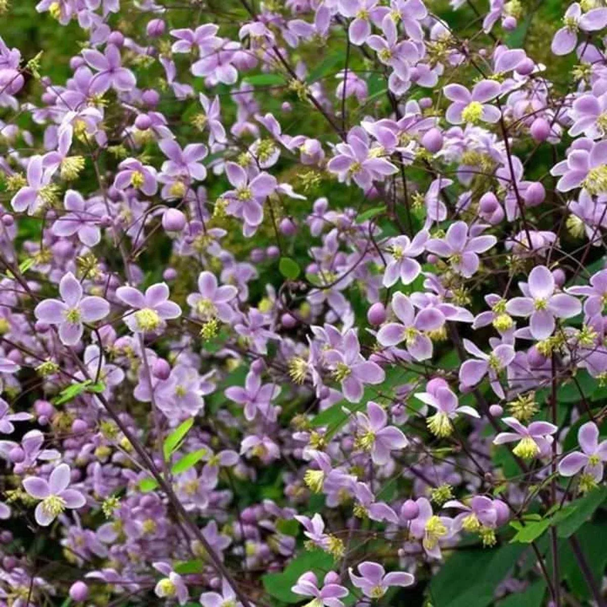 Giant Meadow-rue