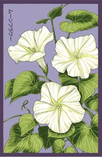 Giant Moonflower Flower Seeds Packet