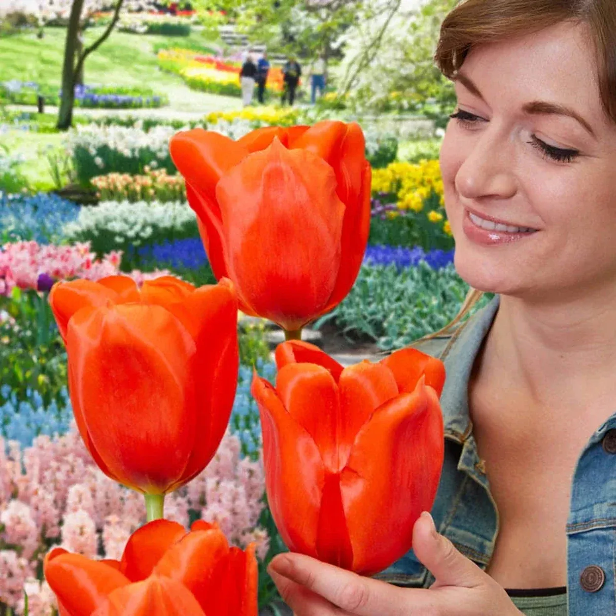 Giant Orange Sunrise Tulip