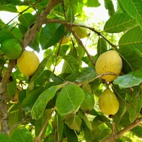 Giant Pink Guava