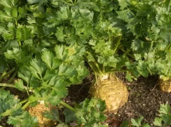 Giant Prague Celeriac (1871)