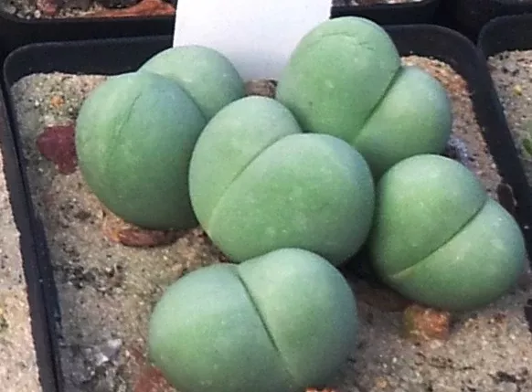 Gibbaeum heathii Seeds