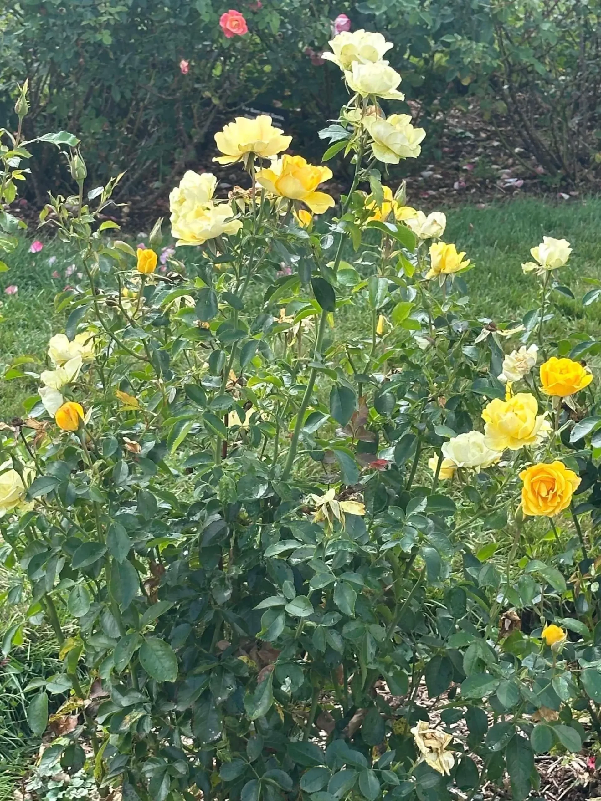 Gilded Sun Floribunda Rose