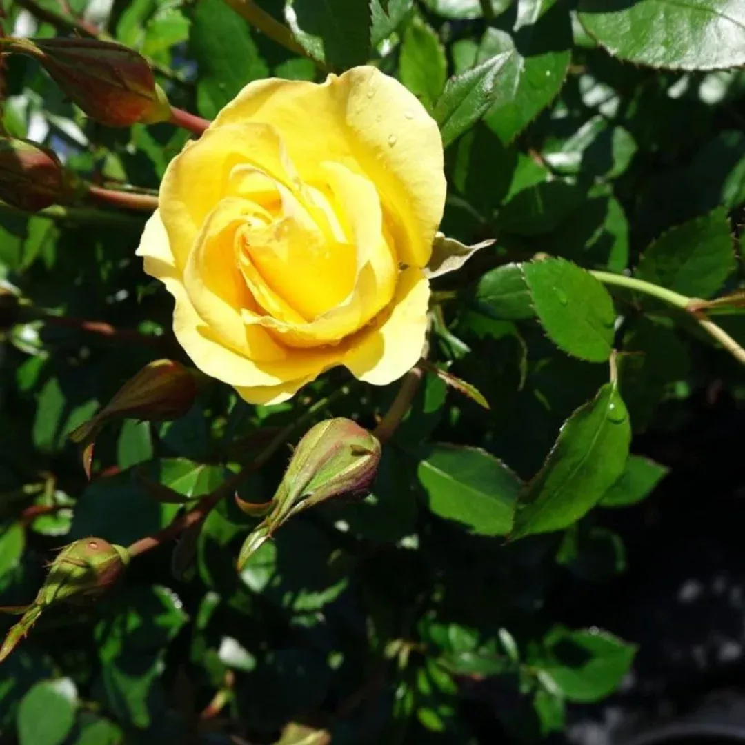 Gilded Sun Rose