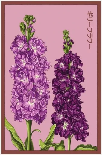 Gilly Flower Seeds Pkt