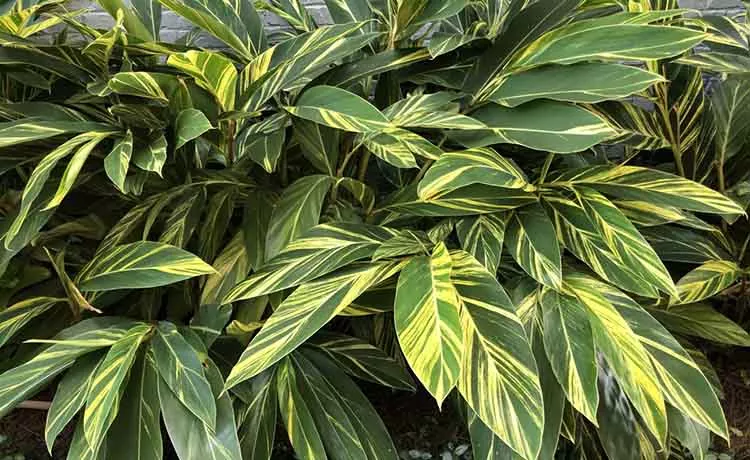 Ginger – Verigated Shell Ginger