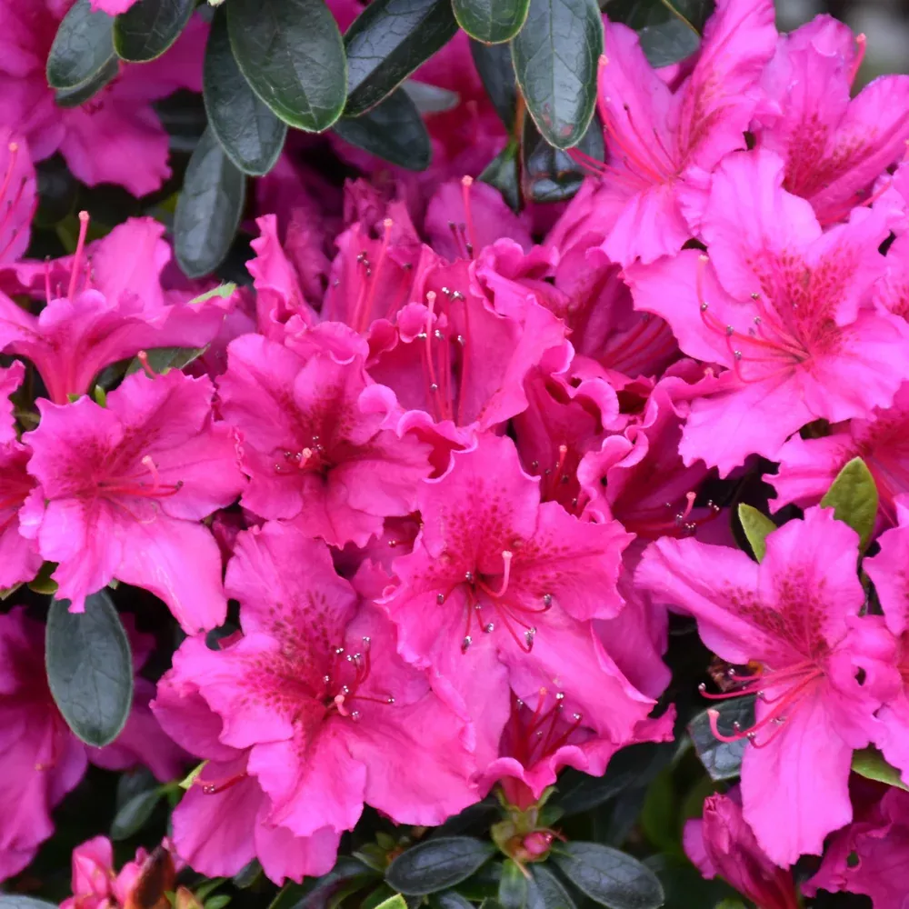 Girard's Fuchsia Evergreen Azalea
