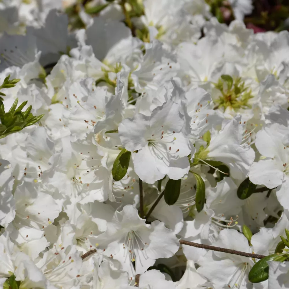 Girard's Pleasant White Azalea