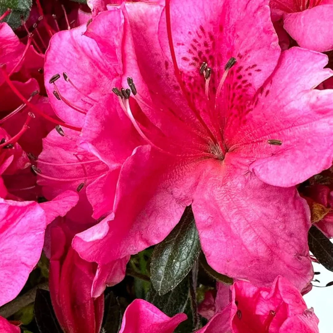 Girard's Renee MichelleAzalea