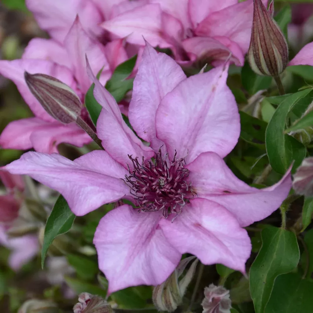 Giselle™ Clematis