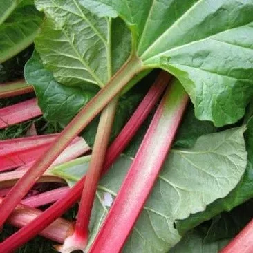 Glaskins Perpetual Rhubarb Seeds
