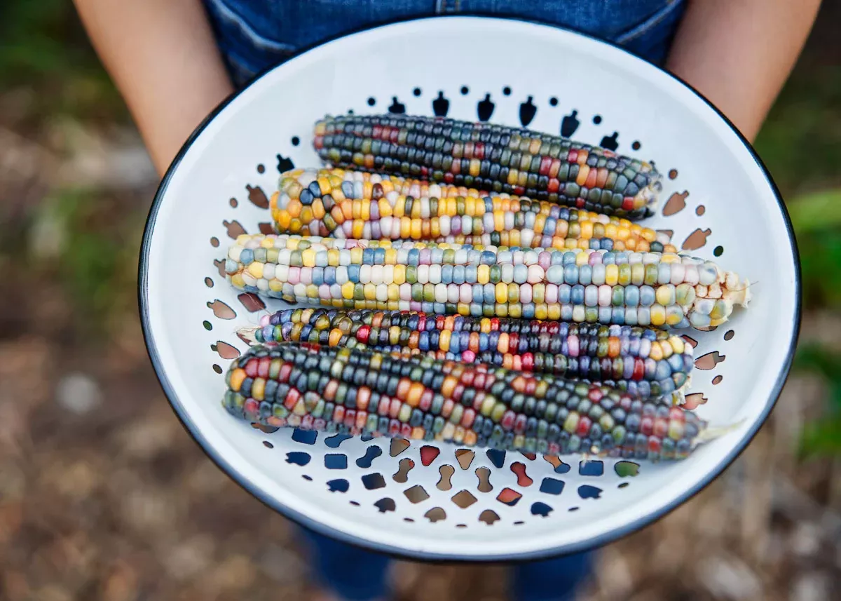 Glass Gem - Organic Corn Seeds