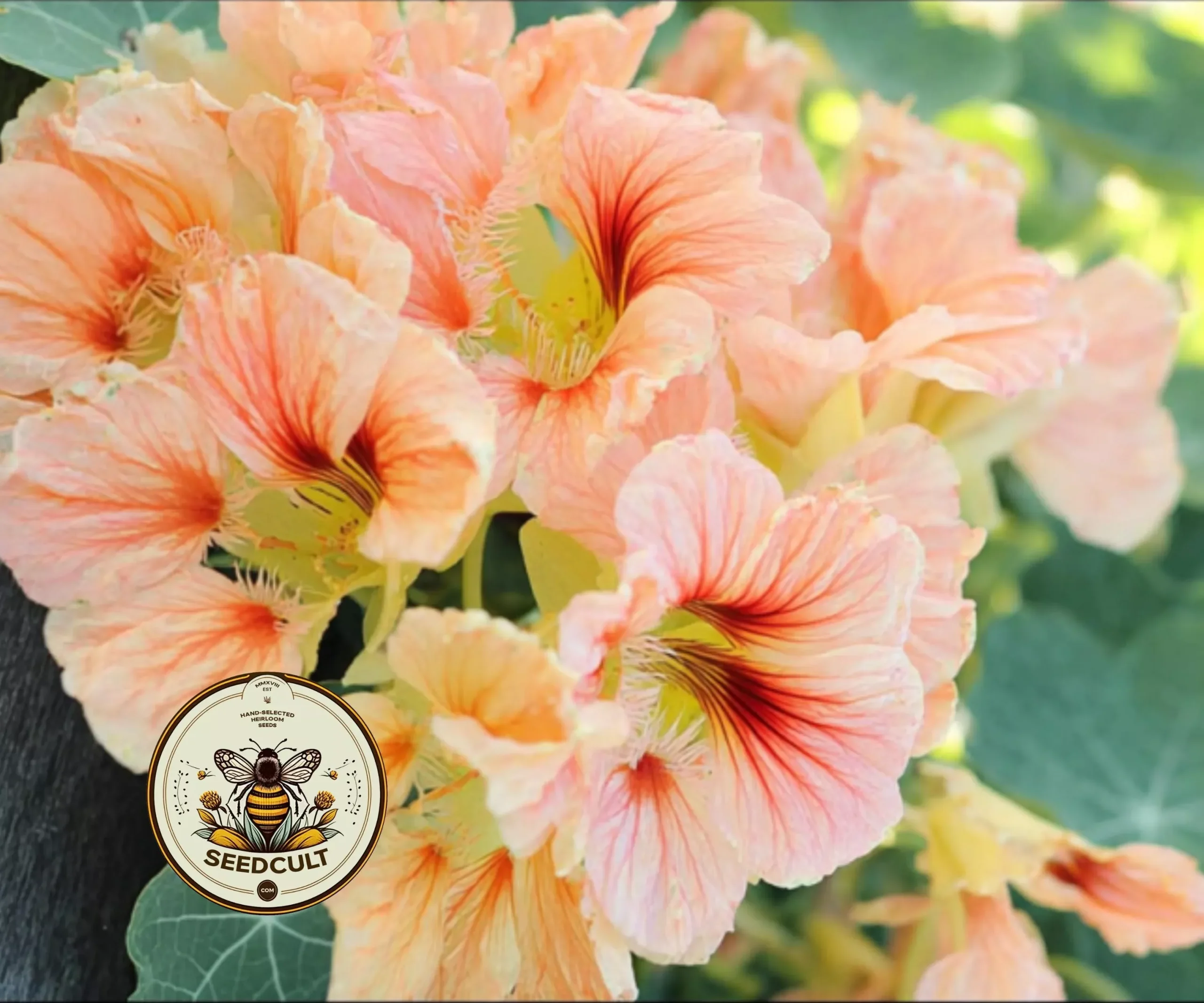 GLEAM SALMON NASTURTIUM