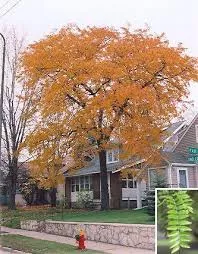 Gleditsia 'Shademaster' Tree NEW 2025
