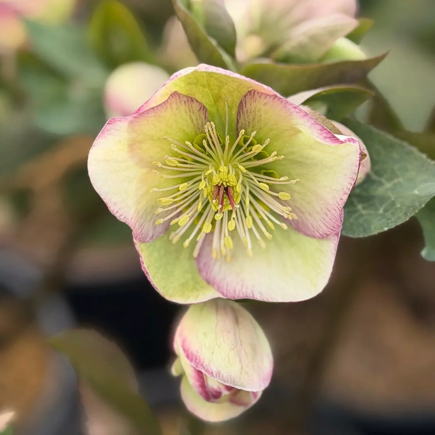 Glenda's Gloss Lenten Rose