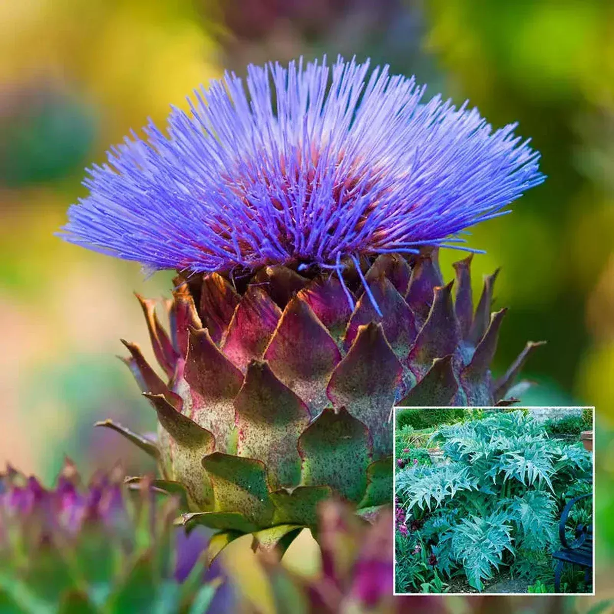 Globe Artichoke
