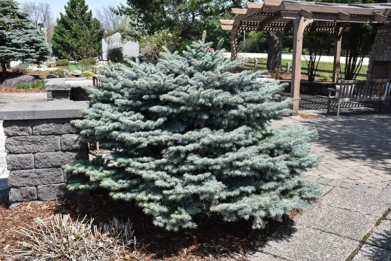 Globe Blue Spruce - Picea pungens 'Globosa' - 24"-30" Ball & Burlap Tree