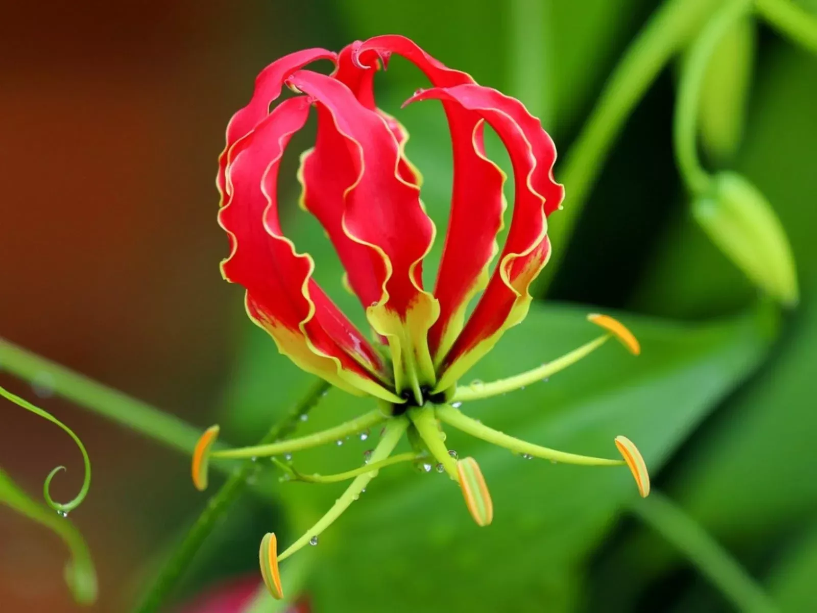 Gloriosa Lily Seeds, Gloriosa Superba GS0110R