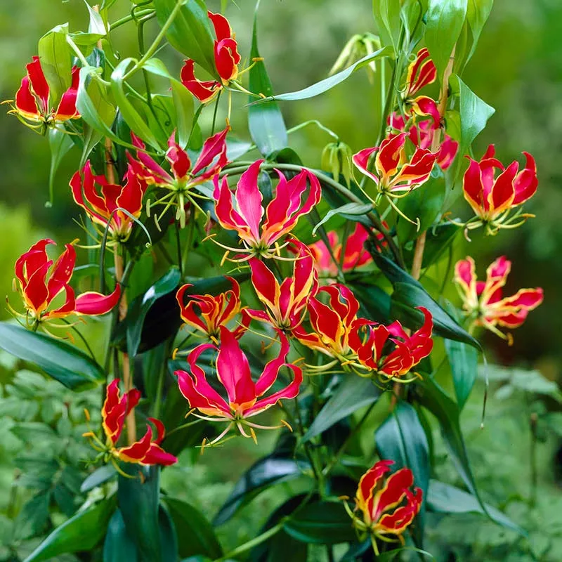 Gloriosa Lily