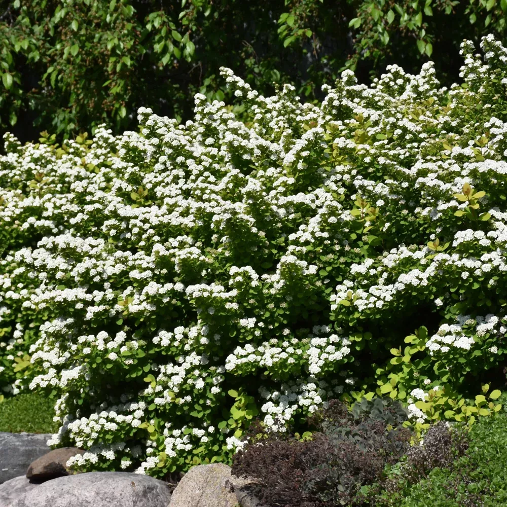 Glow Girl Birch Leaf Spirea